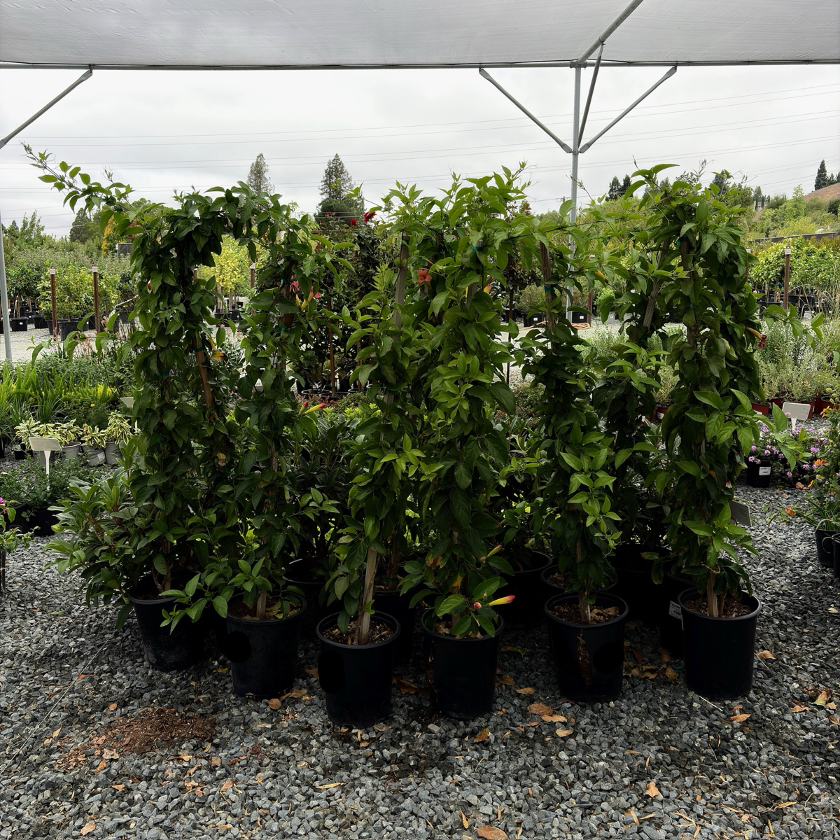 Cape Honeysuckle