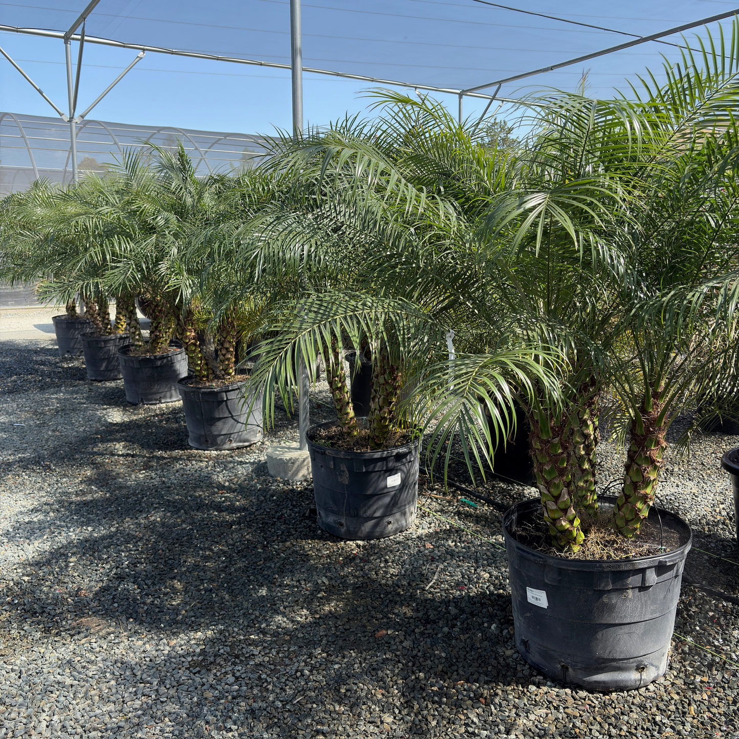Pygmy Date Palm、Dwarf Date Palm、Miniature Date Palm、Robellini Palm、Roebelin Palm