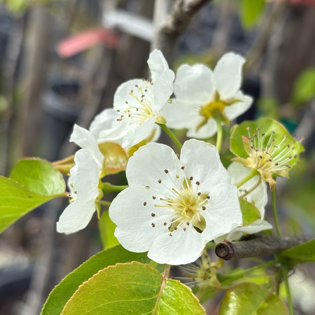 Bartlett Pear、Williams Pears