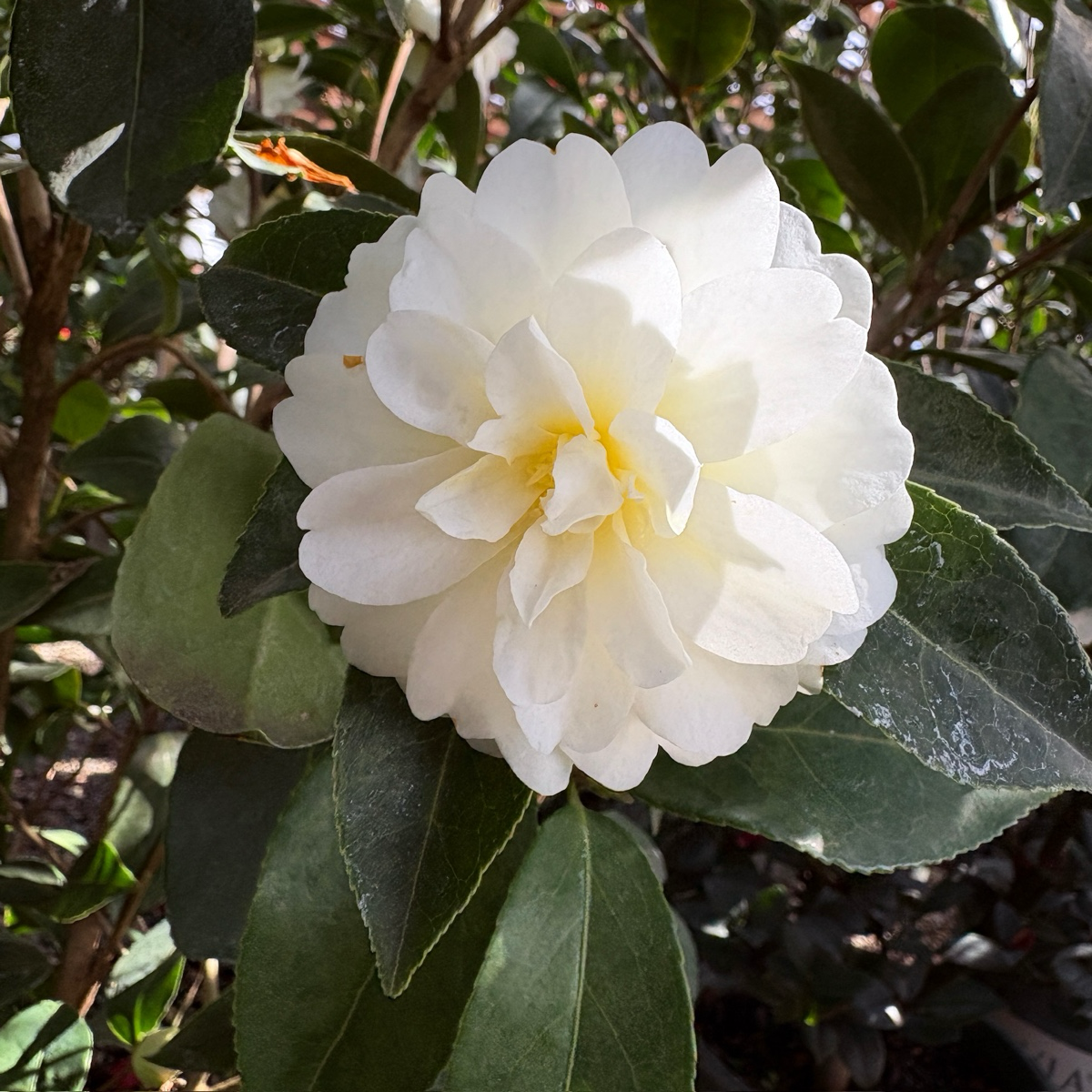 Buttermint Camellia