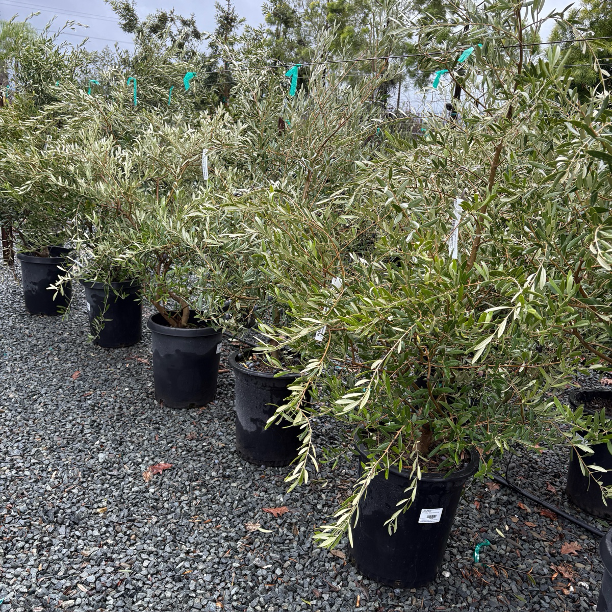 Mission Fruiting Olive