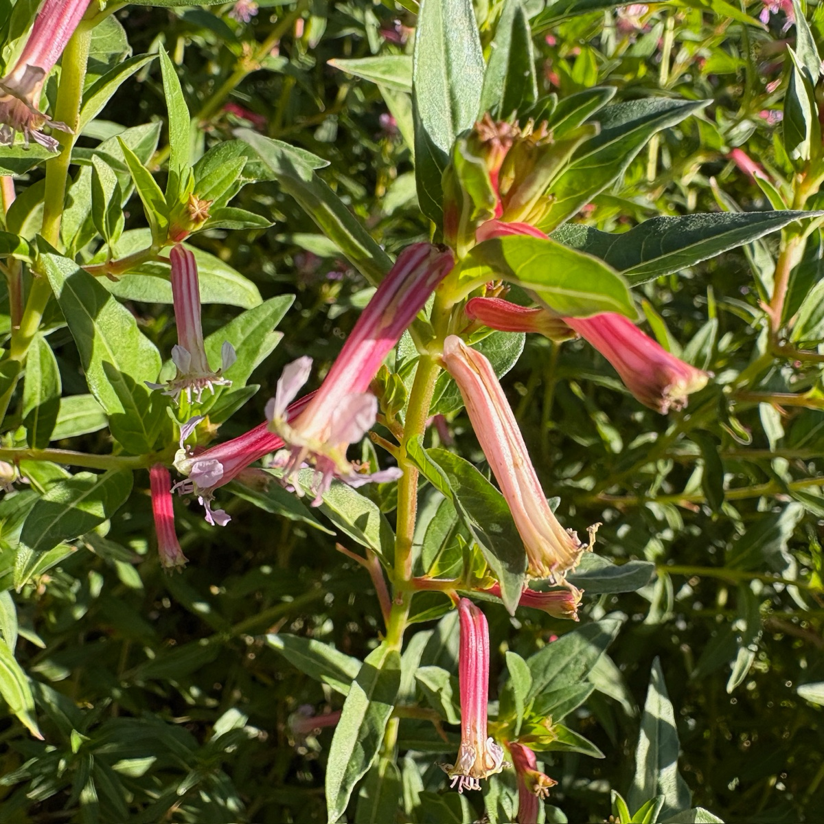 Starlight Cuphea