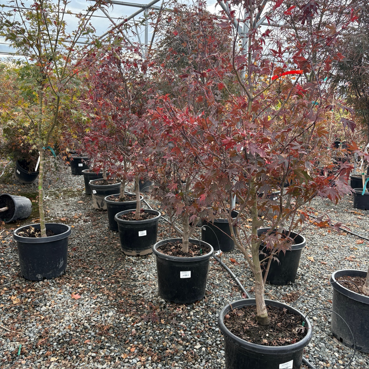 Bloodgood Japanese Maple