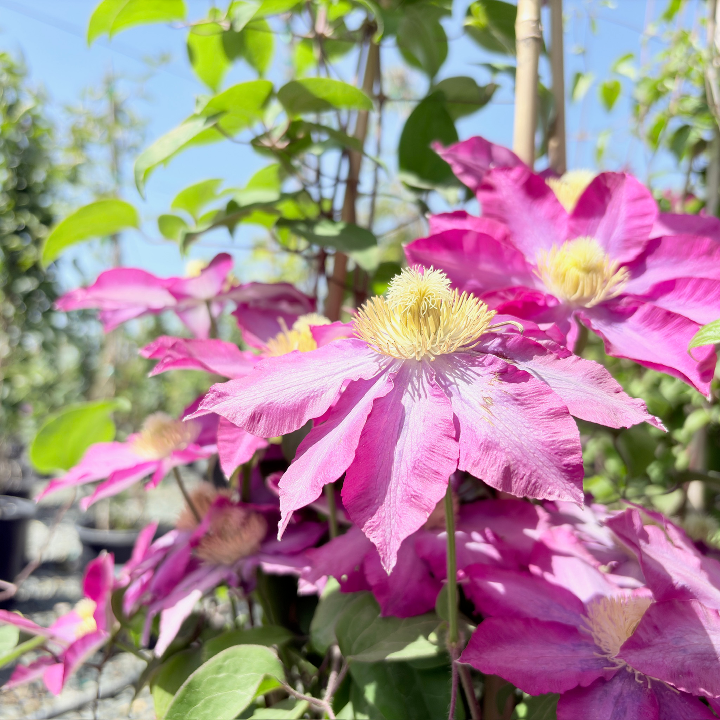 Pink Champagne Clematis