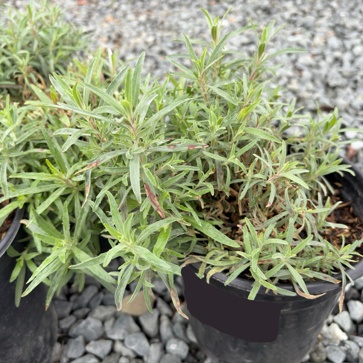 California Fuchsia