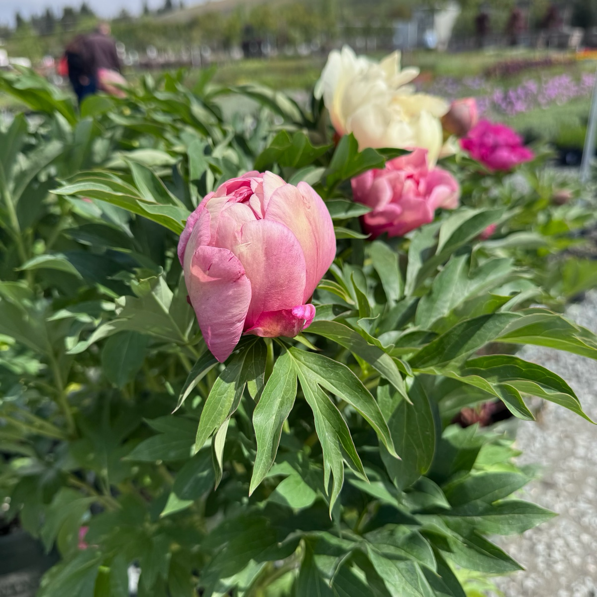 Garden Candy™ Strawberry Swirl Itoh Peony