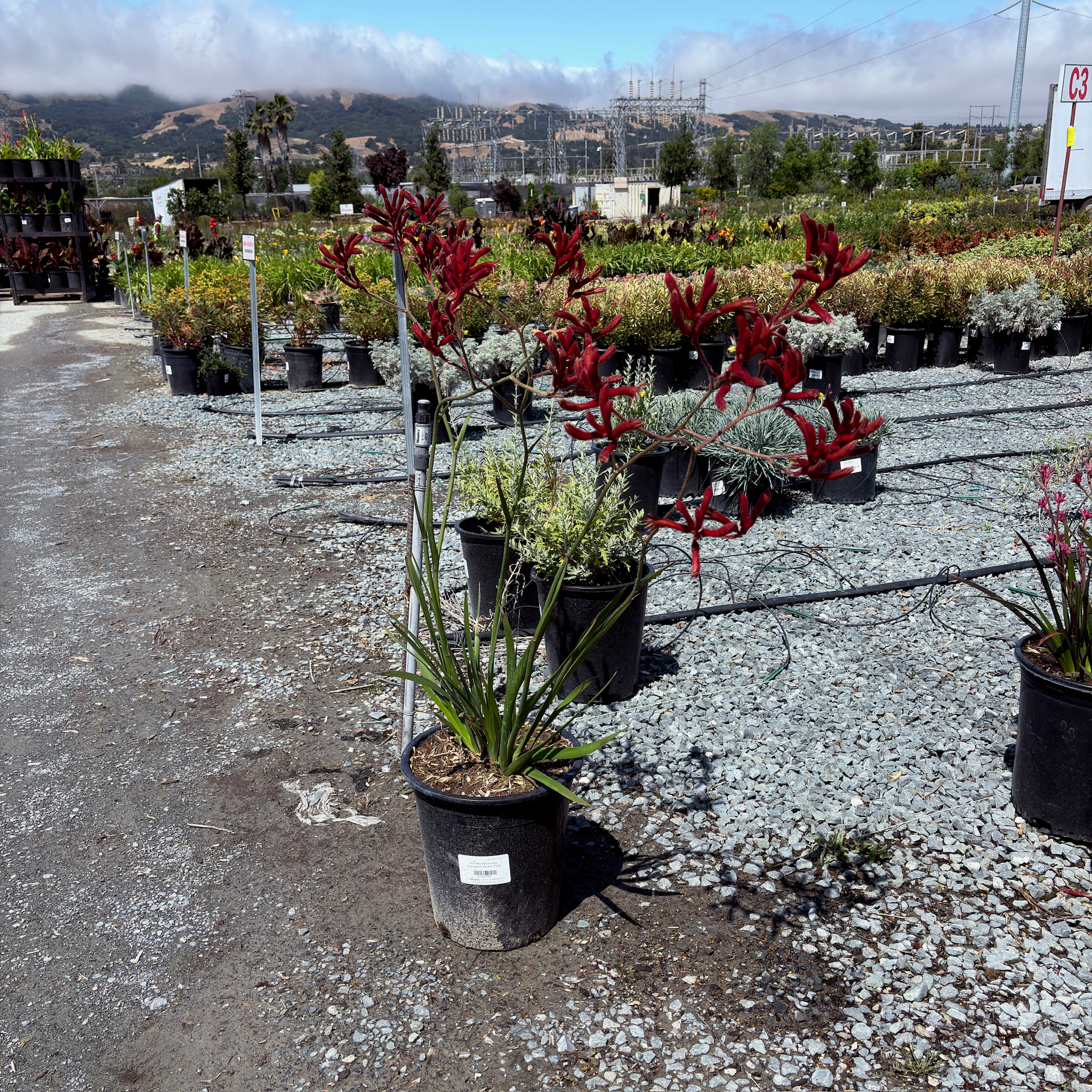 Big Red Kangaroo Paw