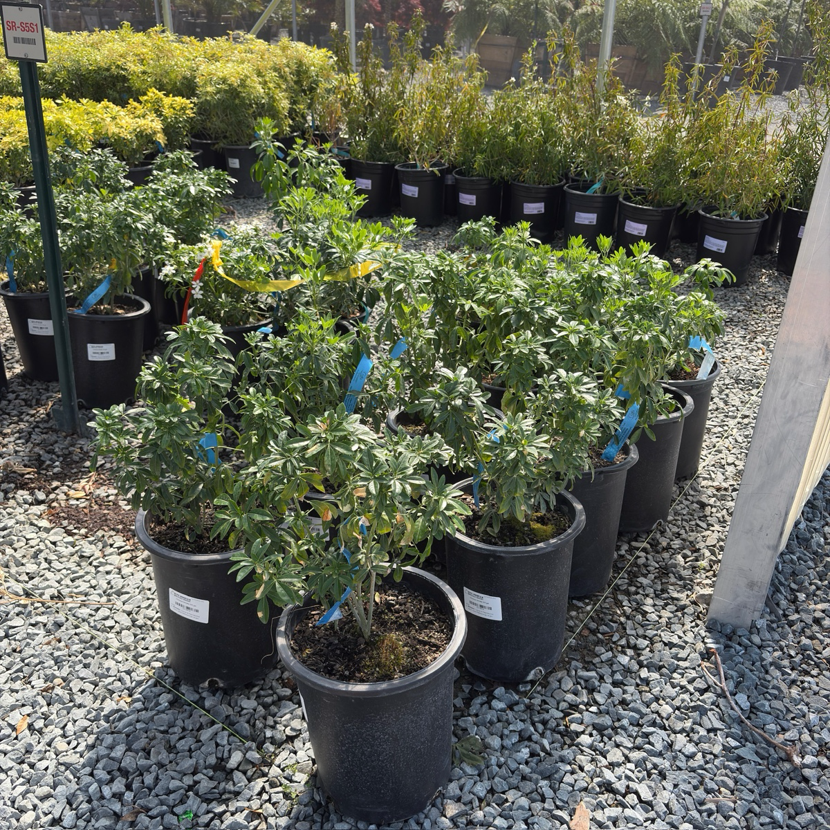 Mexican Orange Blossom