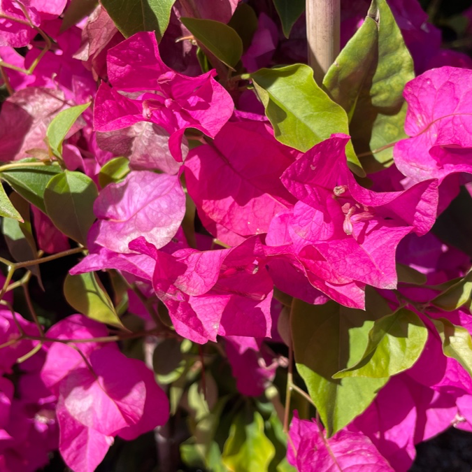 梅花萬杂墨 梅花麻雀，冬至寒，春不远。 #国画#水墨画#inkpainting