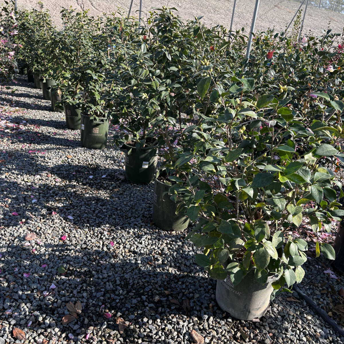 Nuccio's Gem Camellia