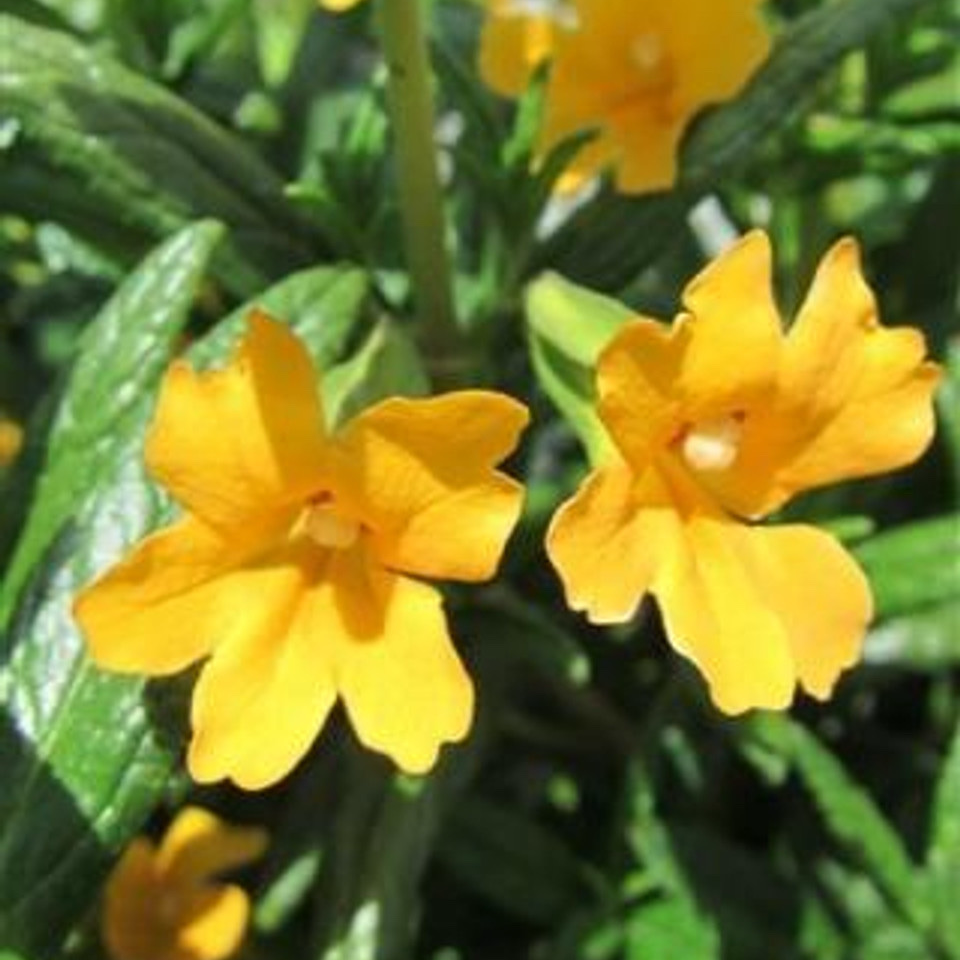 Sticky Monkey Flower