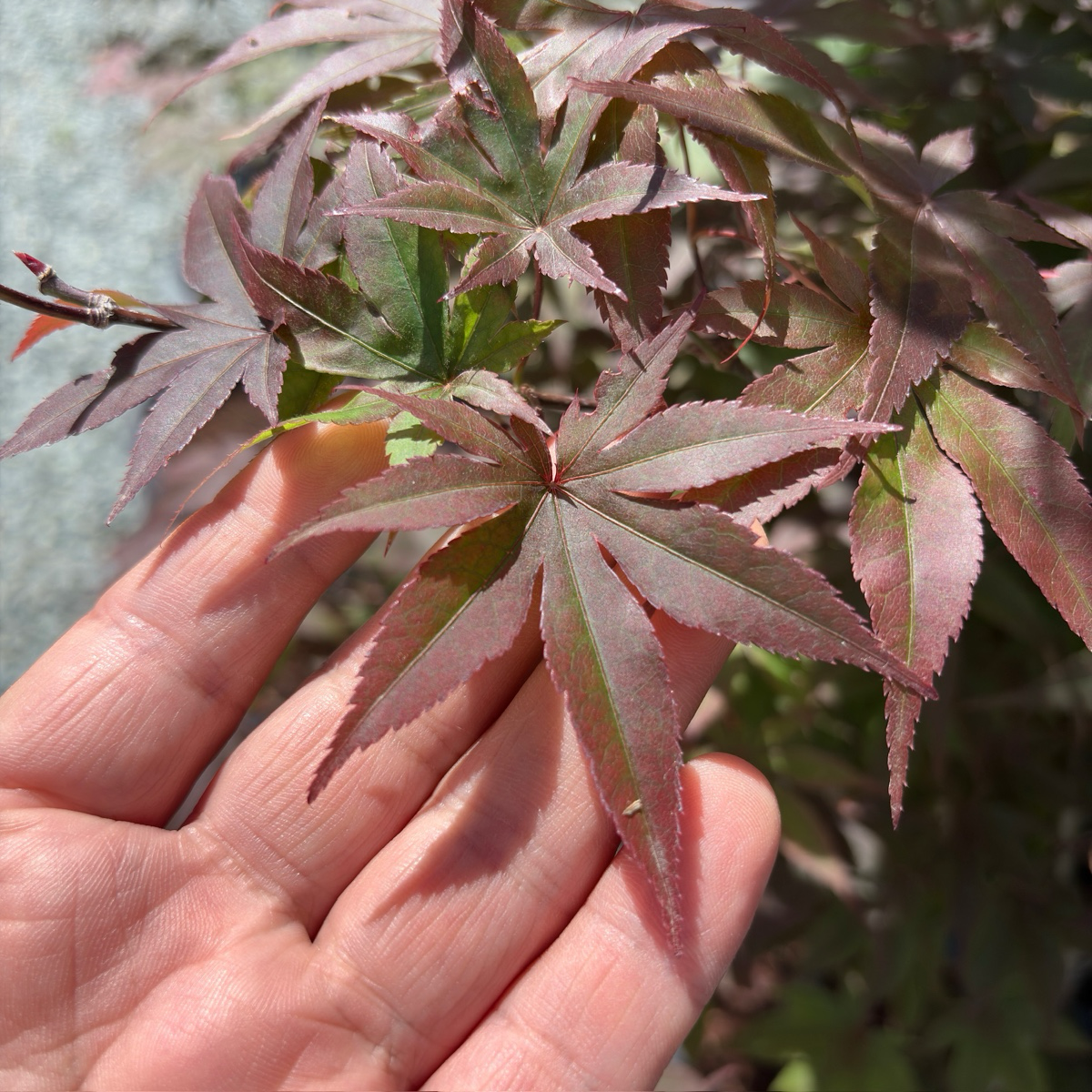 Emperor One Japanese Maple