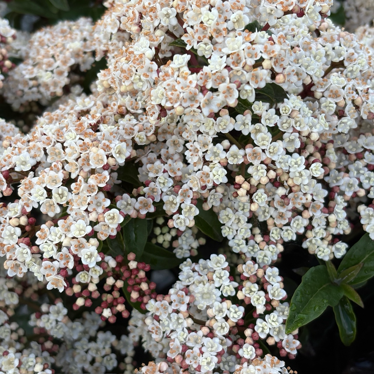 Spring Bouquet Viburnum, Laurustinus