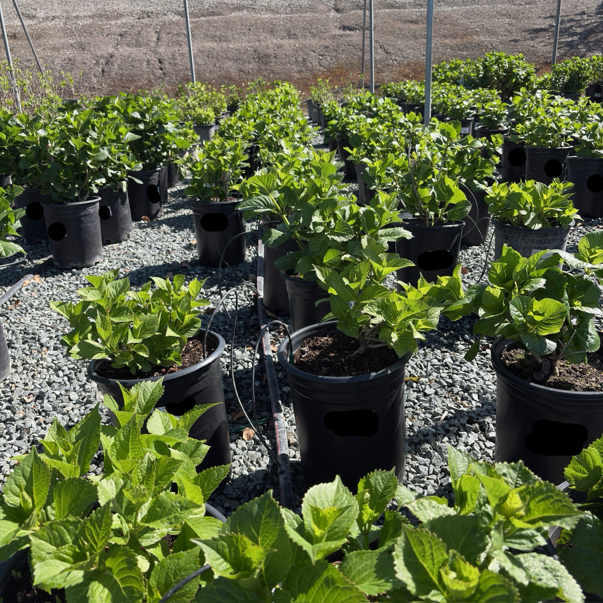 Royal Purple Bigleaf Hydrangea