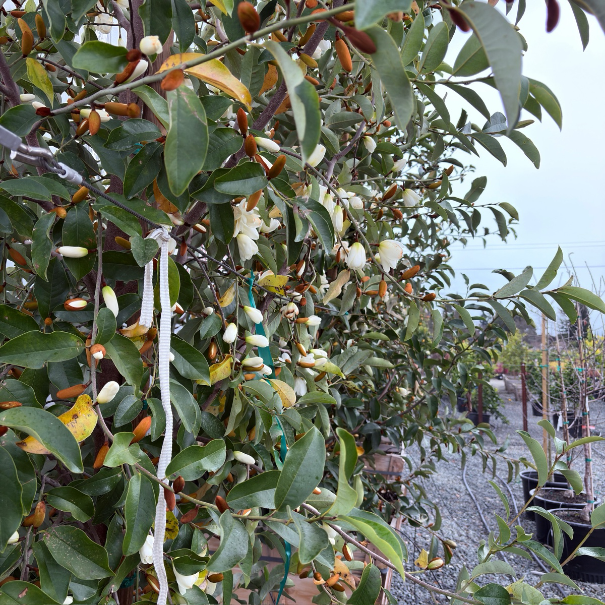 Inspiration Yunnan Michelia