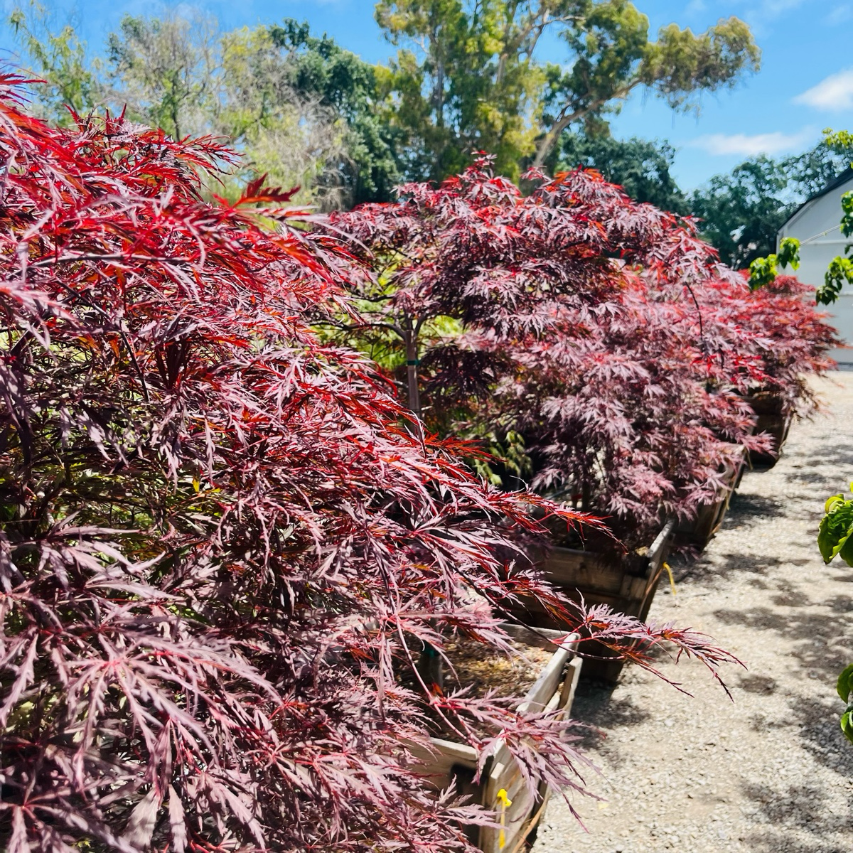 Red Dragon Laceleaf Japanese Maple