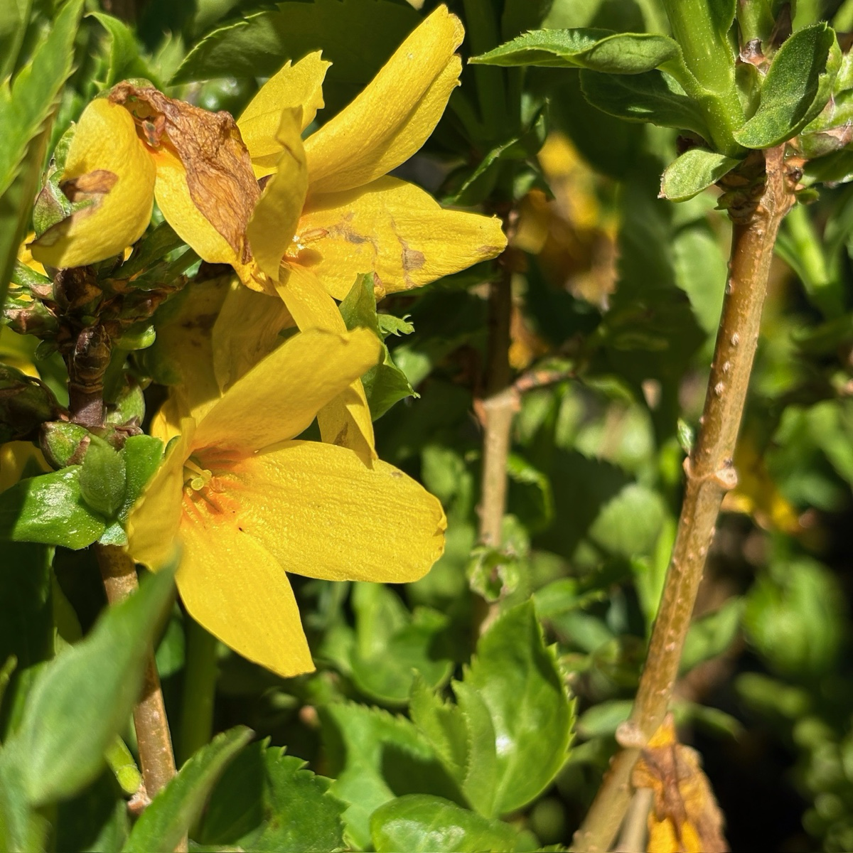 Magical® Gold Forsythia