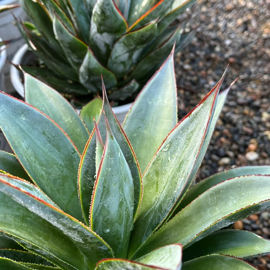 Agave 'Blue Glow'