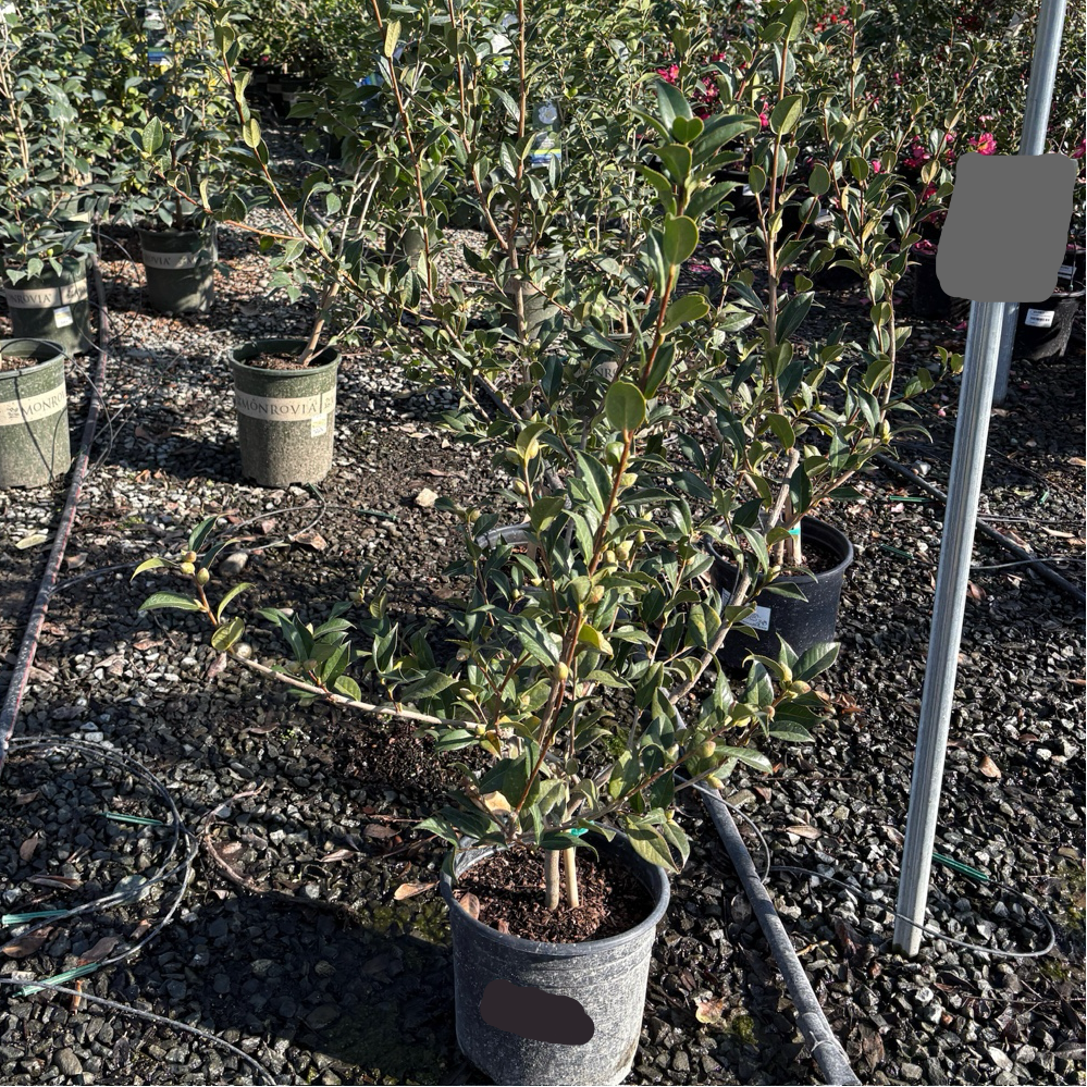 Taylor's Perfection Camellia