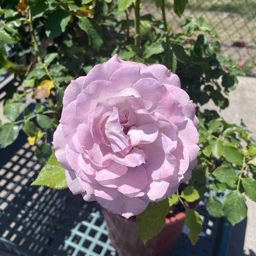 Silver Lining Rose