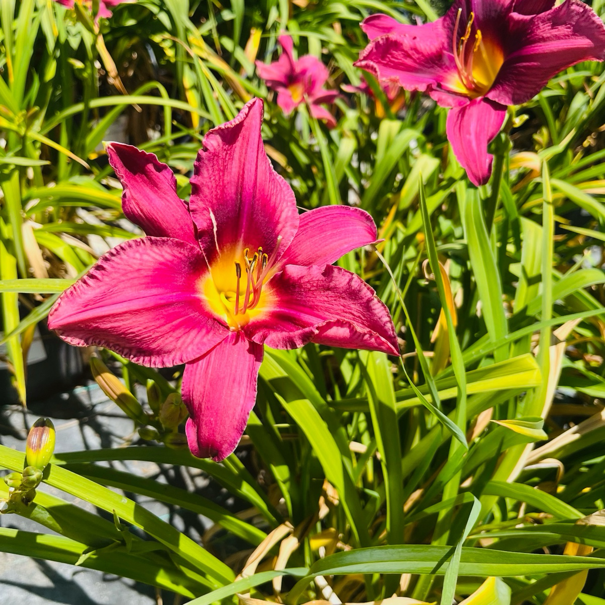 Russian Rhapsody Daylily