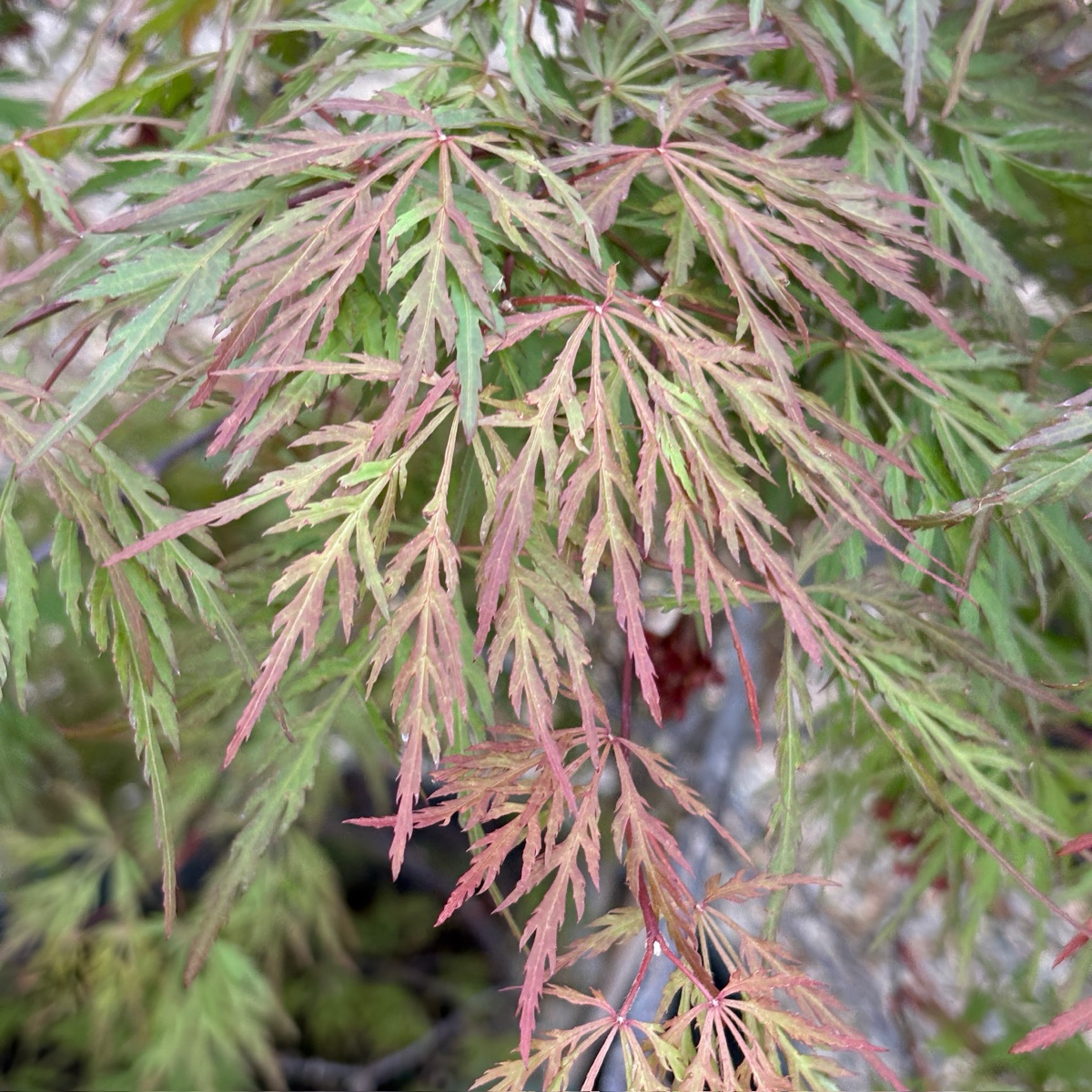 Red Dragon Laceleaf Japanese Maple