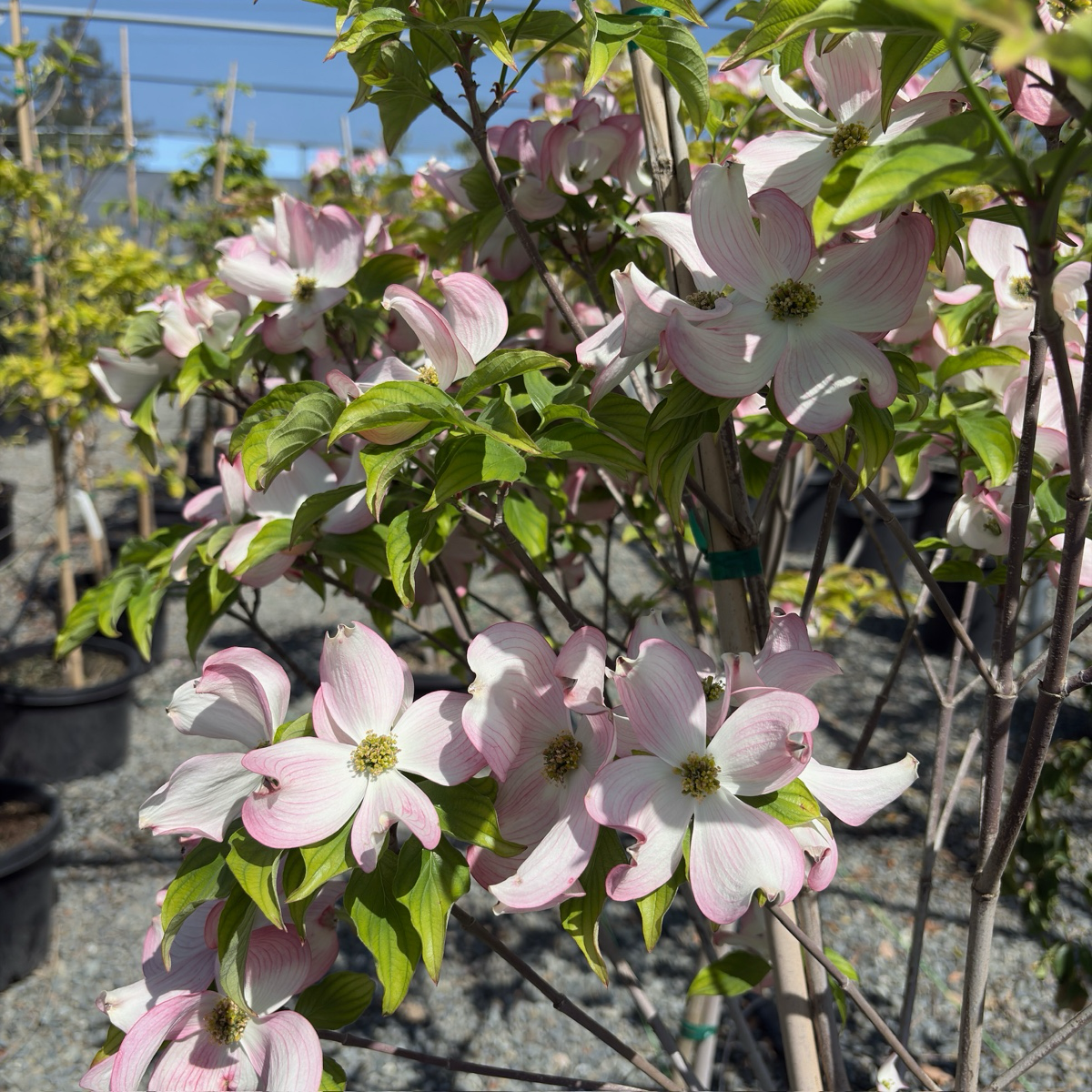 Pink Flowering Dogwood