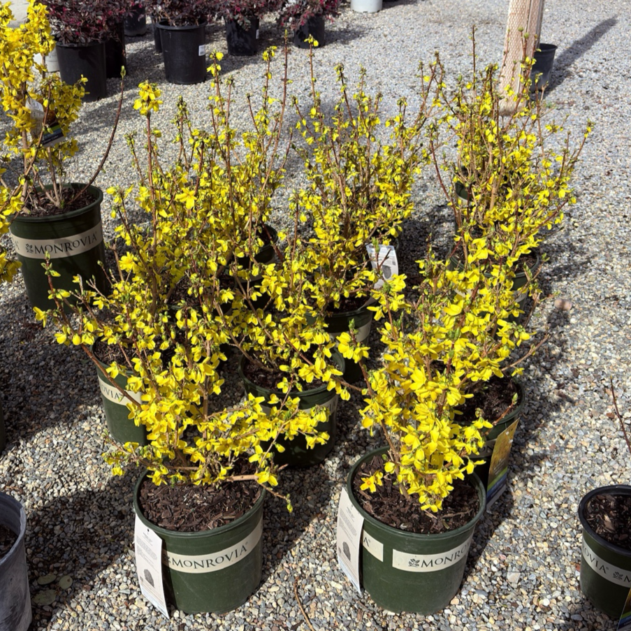 Magical® Gold Forsythia