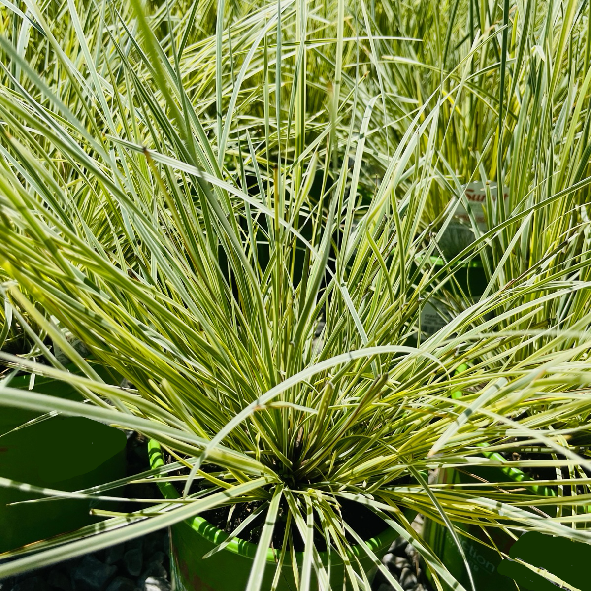 Variegated Dwarf Mat Rush