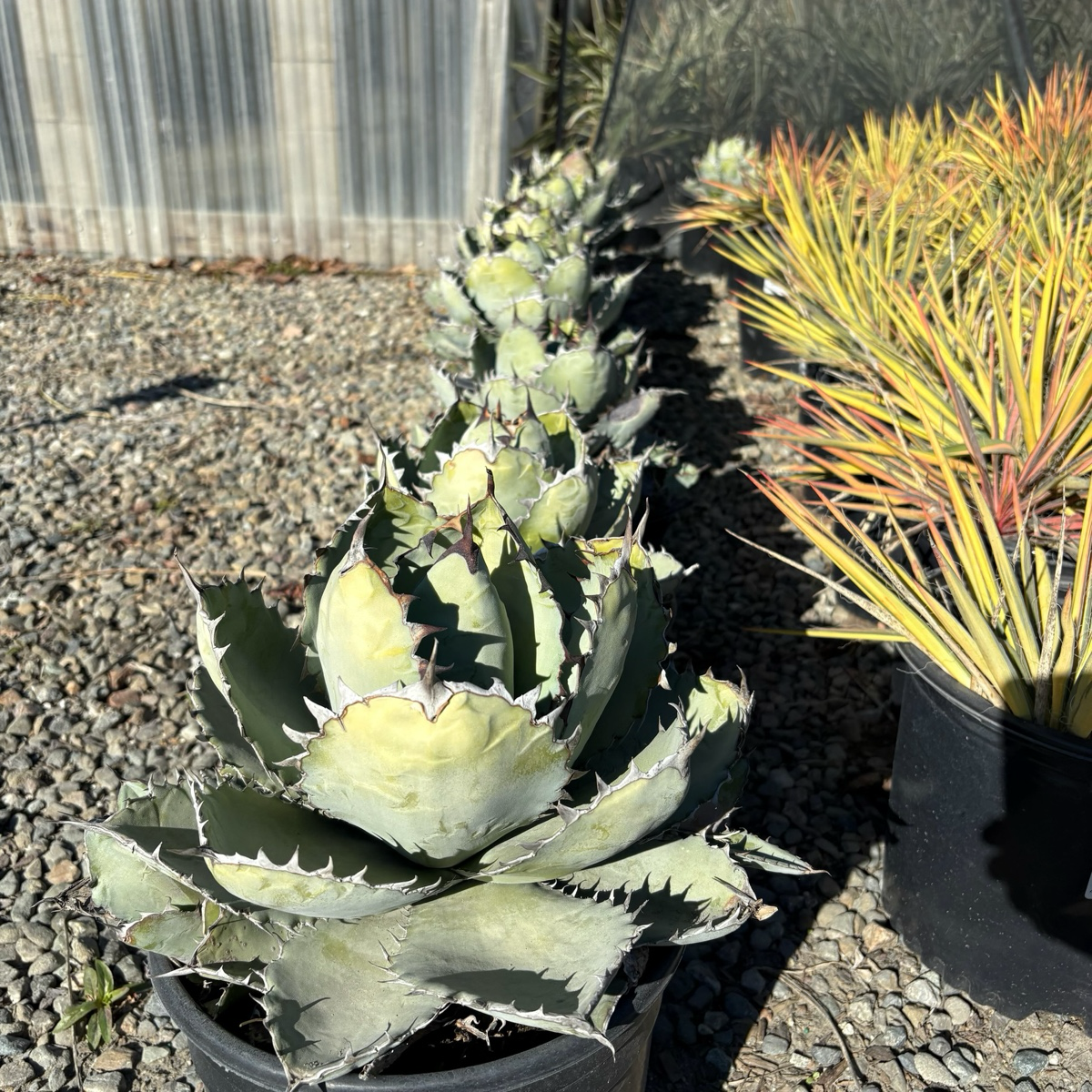 Chalk Agave