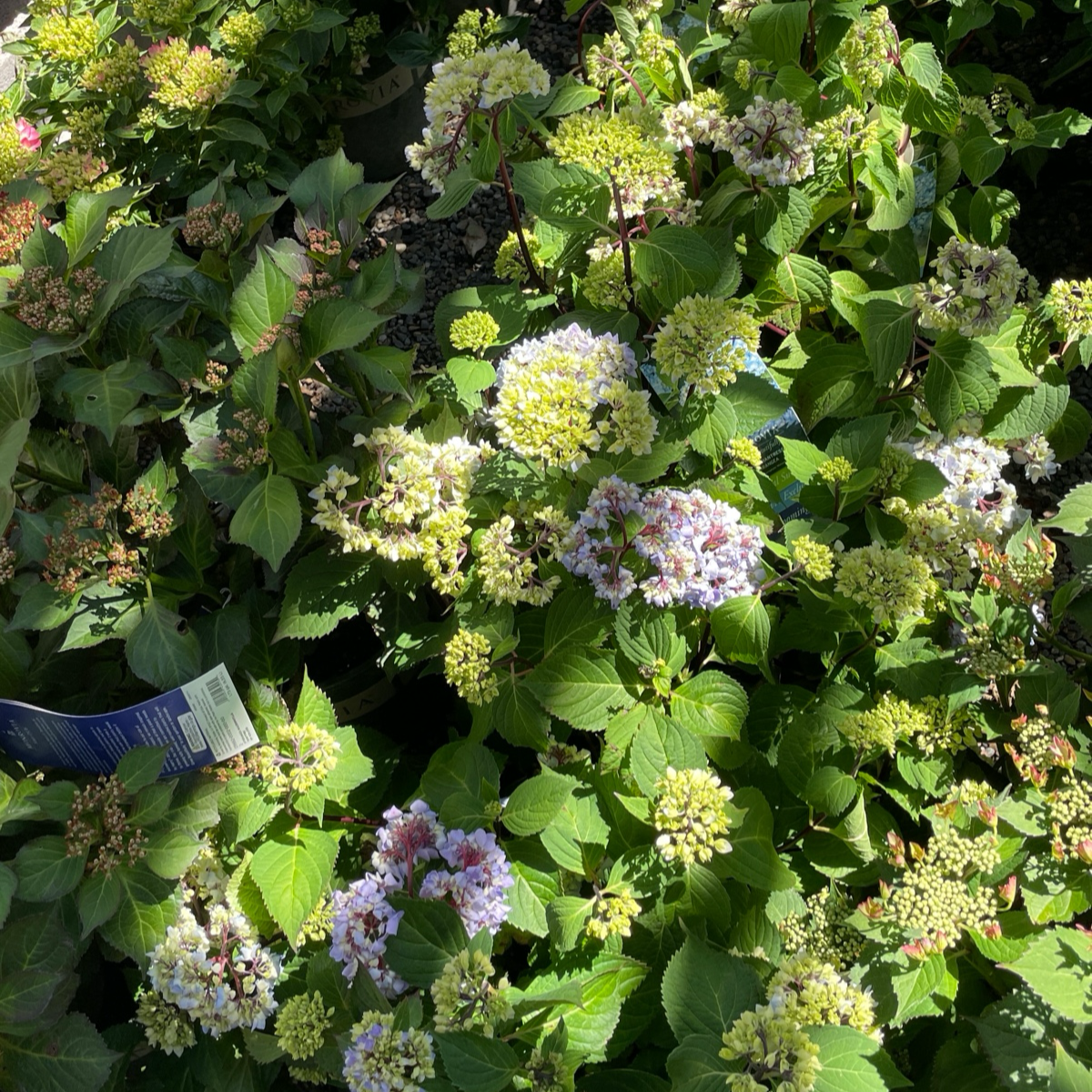 Blue Enchantress® Bigleaf Hydrangea