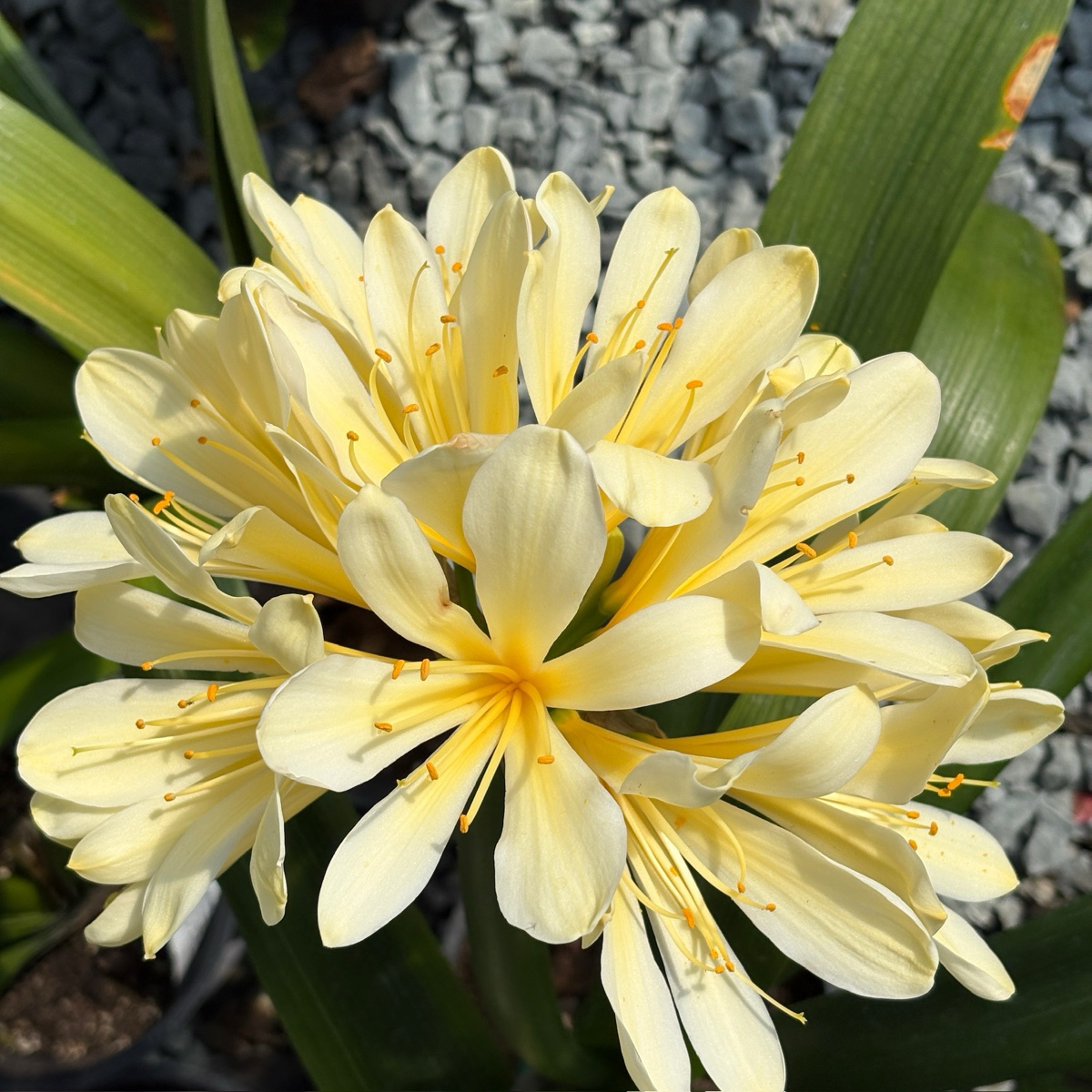 Yellow Belgian Hybrid Bush Lily