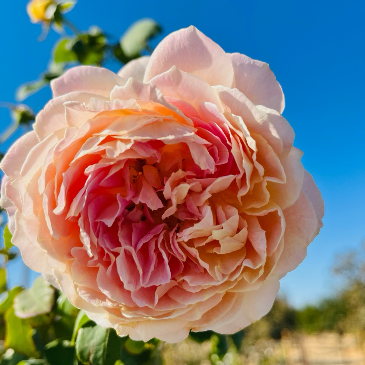 Strong Rose-Enjoy the Sunshine