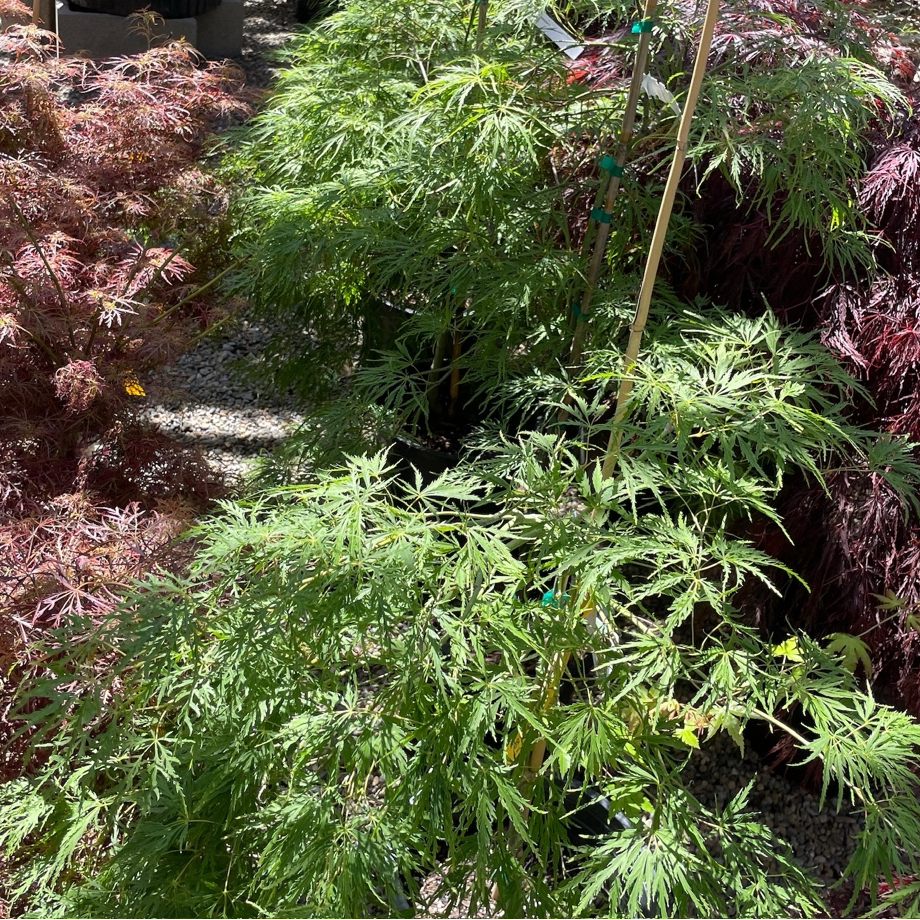 Viridis Lace Japanese Maple