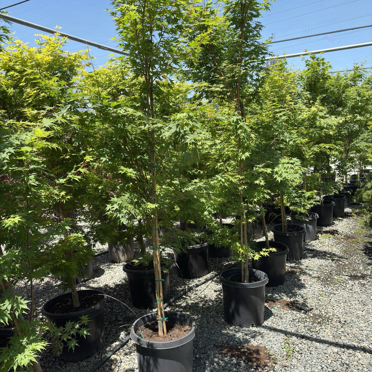 Coral Bark Maple