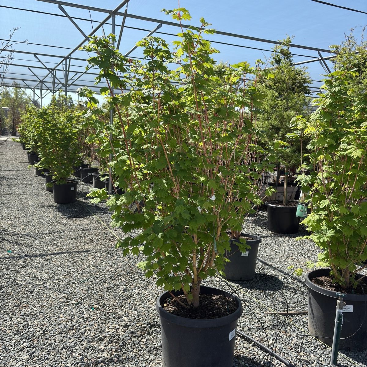 Maple-Maple