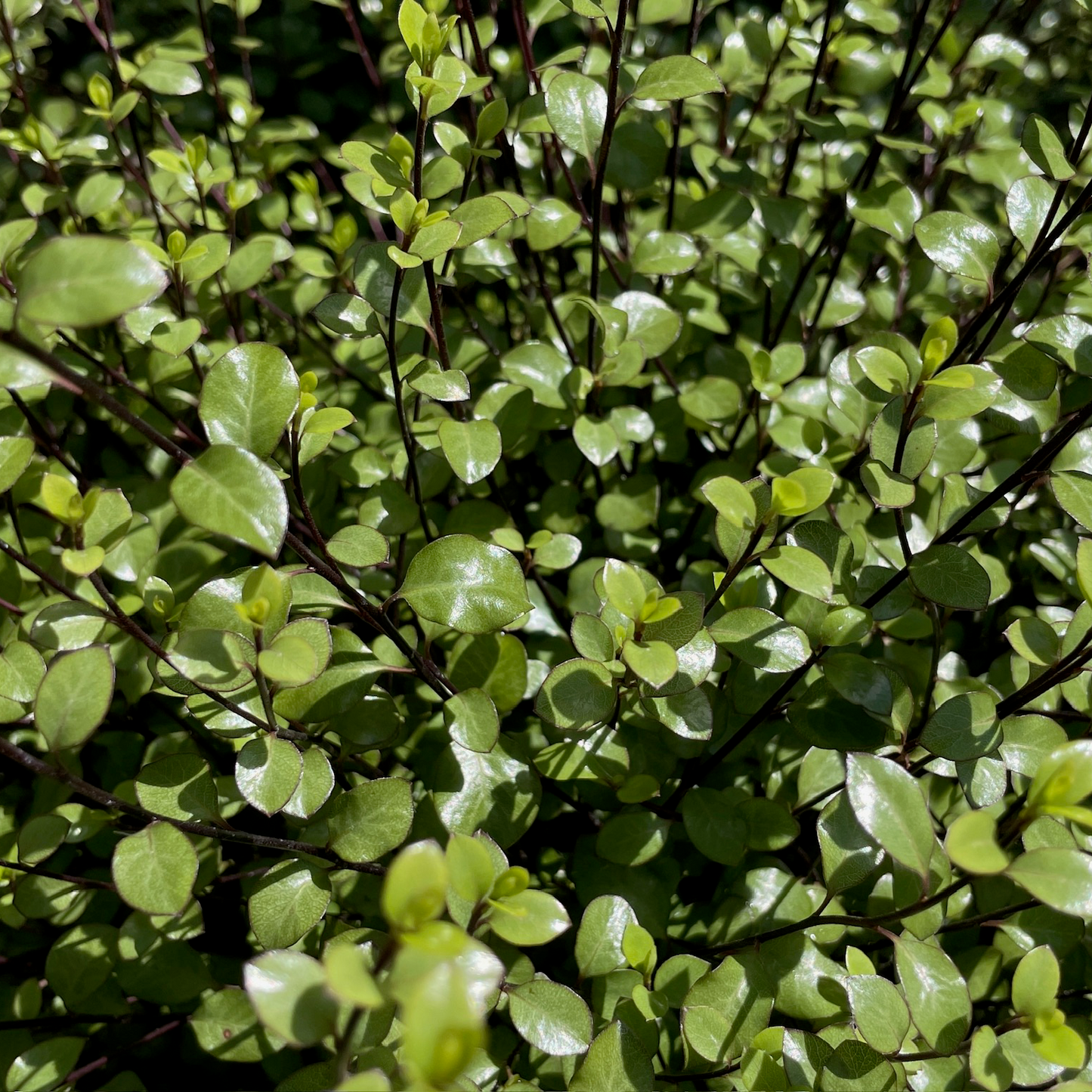 Silver Pittosporum · Thin Leaves