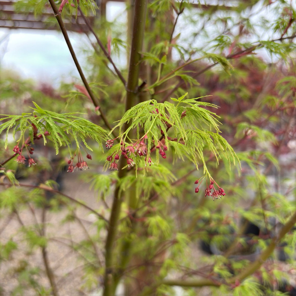 Seiryu Lace Japanese Maple