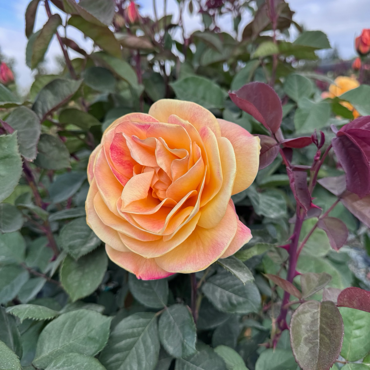 Strike It Rich Rose