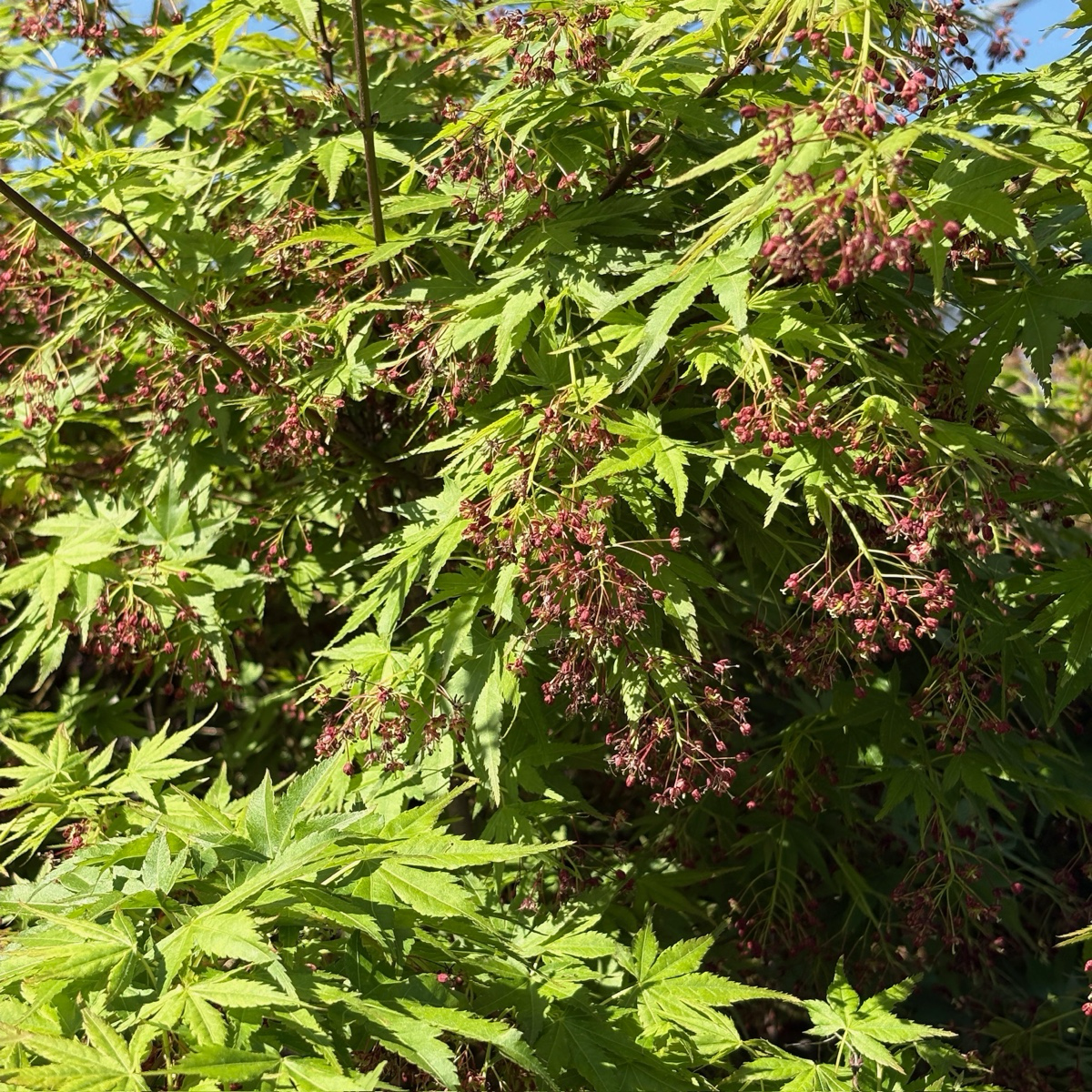 Smooth Japanese Maple