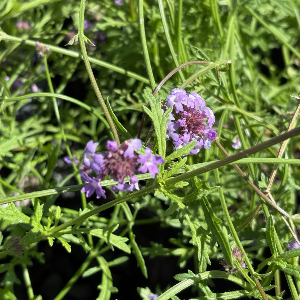 De La Mina Cedros Island Verbena