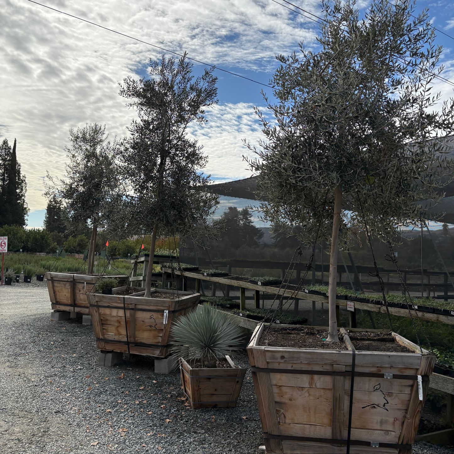 Swan Hill Olives®