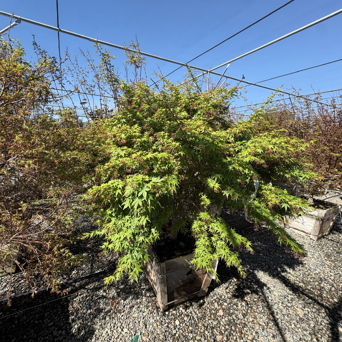 Smooth Japanese Maple
