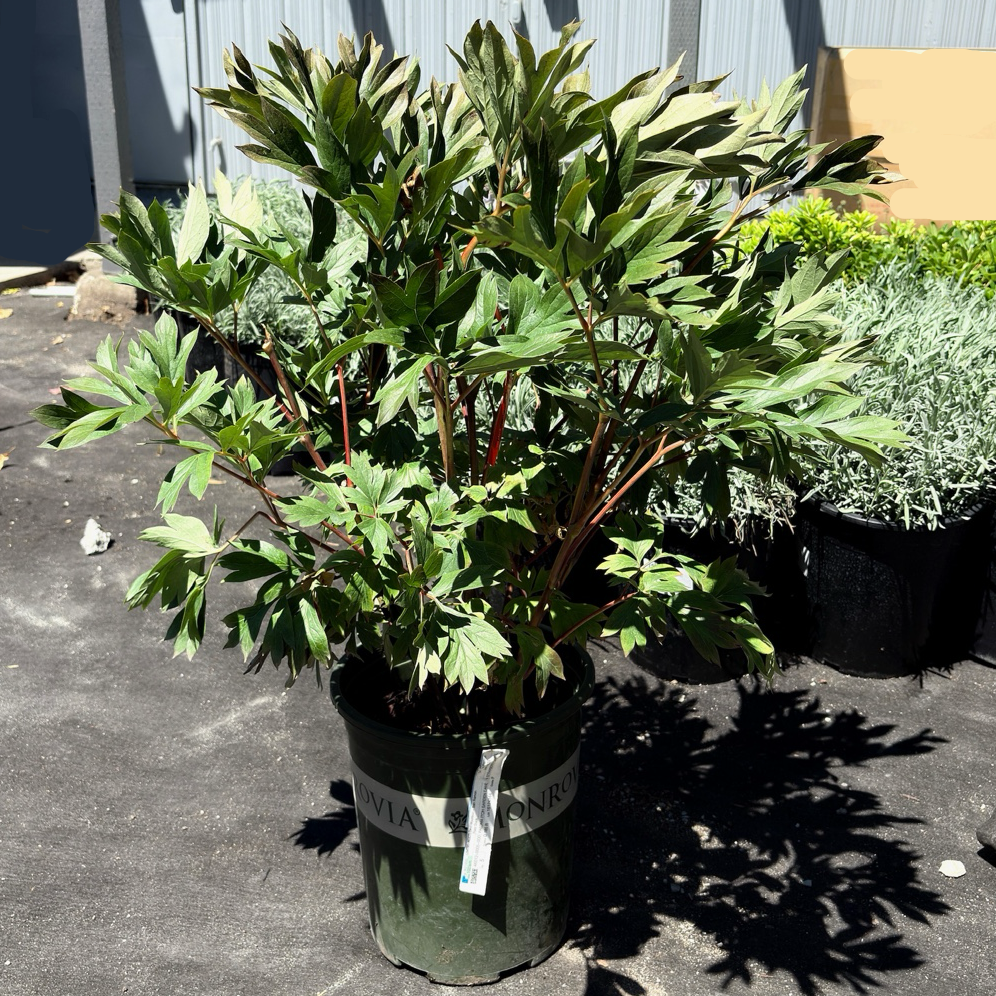 Garden Candy™ Strawberry Swirl Itoh Peony