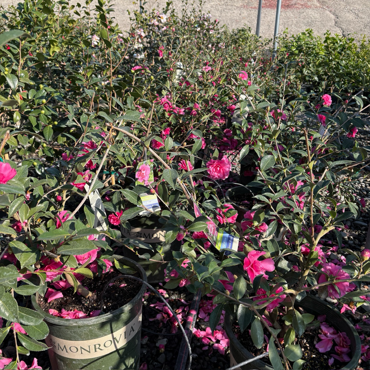 Chansonette Camellia