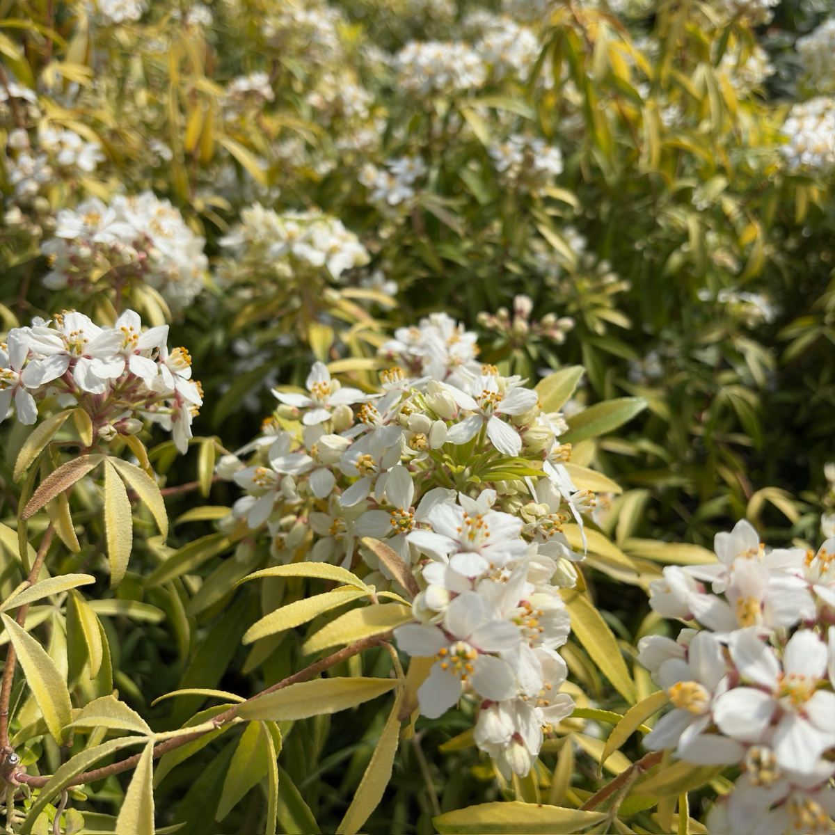 Sundance Mexican Orange Blossom