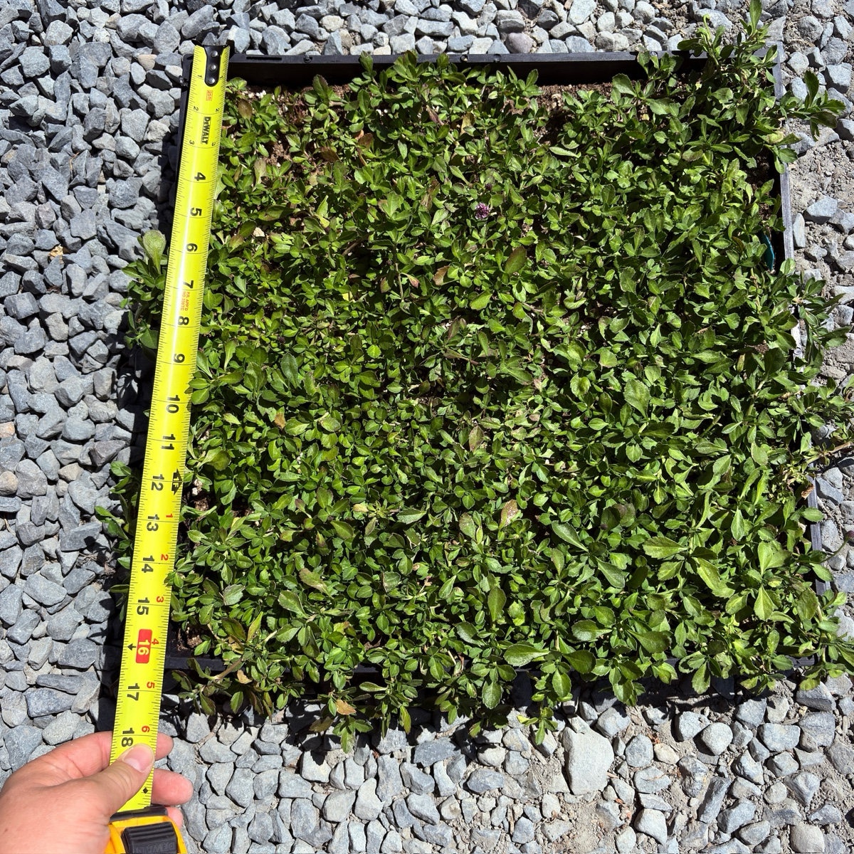 Lippia