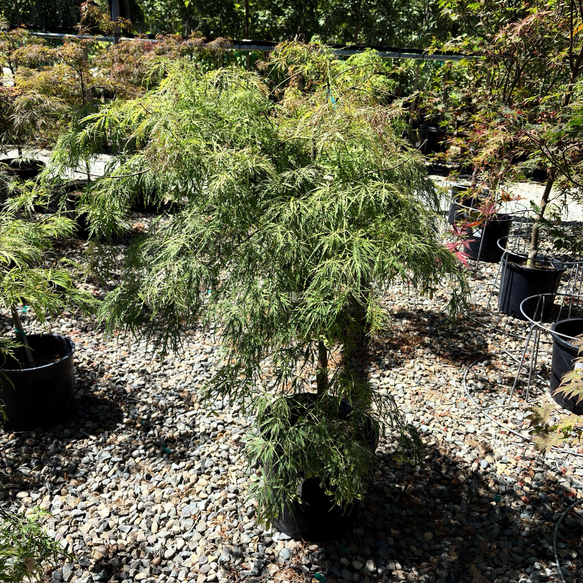 Viridis Lace Japanese Maple