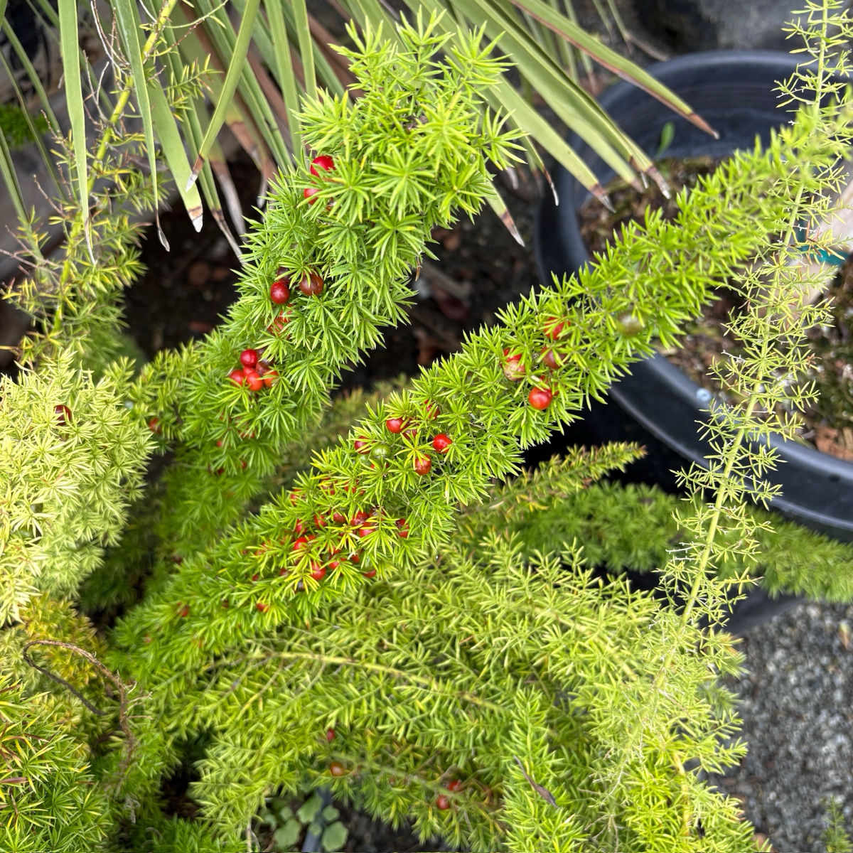 Myer's Asparagus Fern, Foxtail Fern