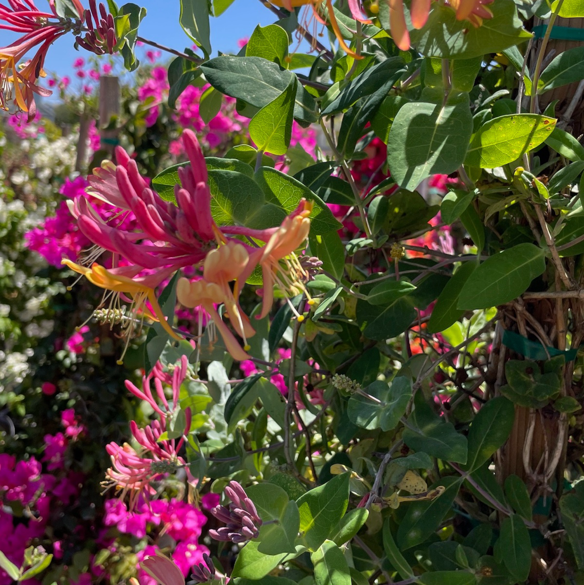 Lonicera pink lemonade、Honeysuckle
